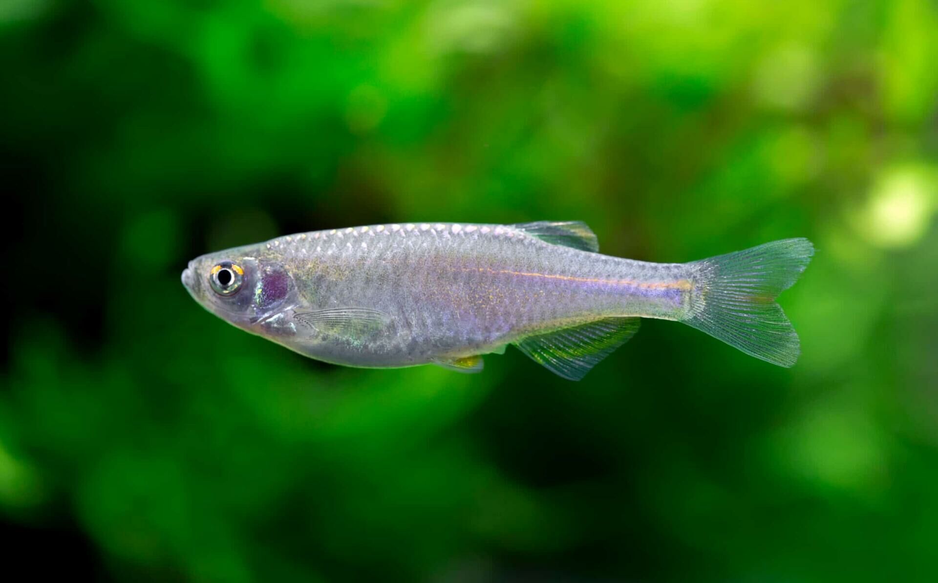 Imagem do Danio Pérola